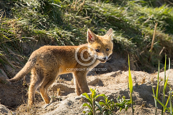 Red fox cub/cubs in nature