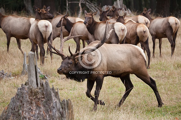 Roosevelt Elk-Bull