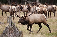 Roosevelt Elk-Bull