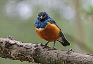 Suberb Starling