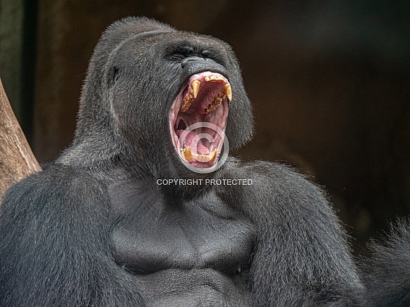 Western Plains Gorilla