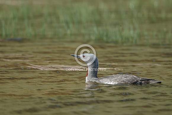 The red-throated loon (North America) or red-throated diver (Britain and Ireland)