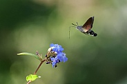 Hummingbird Hawk-moth (Macroglossum stellatarum)