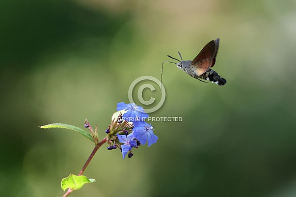 Hummingbird Hawk-moth (Macroglossum stellatarum) Hummingbird Hawk-moth (Macroglossum stellatarum)