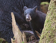 Black Bear Cub (wild)