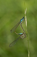 Common Bluetail Damselflies.