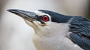 Black-crowned night heron (Nycticorax nycticorax)