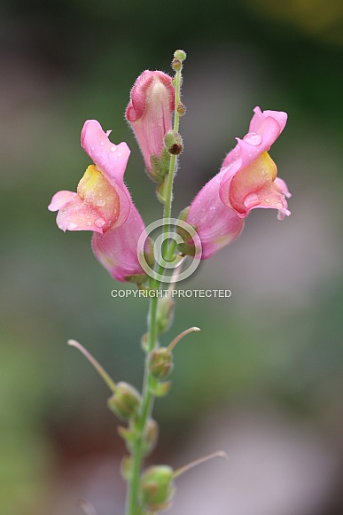 Pink Snapdragon Flowers Pink Snapdragon Flowers