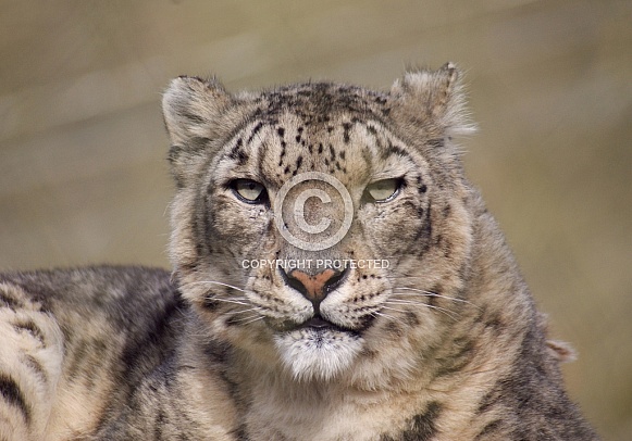Snow Leopard
