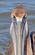 Brown Pelican