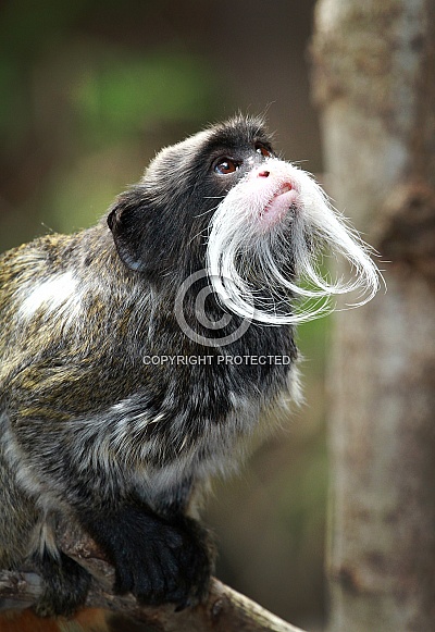 Emperor tamarin