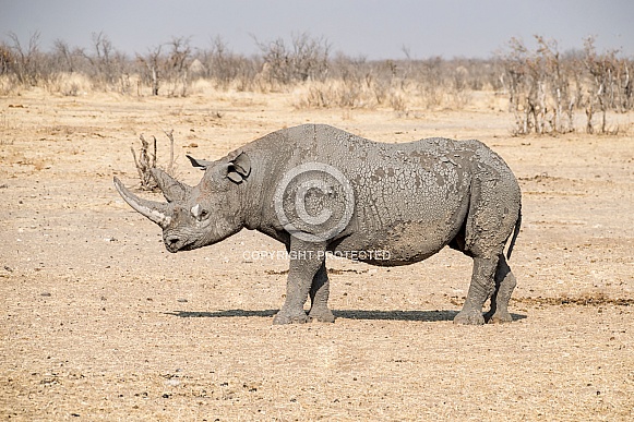 Black Rhino