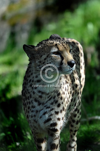 Cheetah (Acinonyx jubatus)