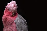 Galah Cockatoo Close Up