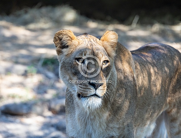 Female African Lions