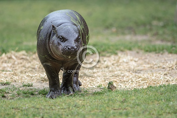 Pygmy hippopotamus Pygmy hippopotamus