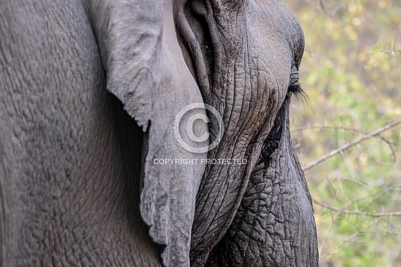 Close up of an elephant Close up of an elephant