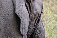 Close up of an elephant