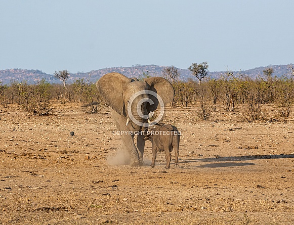 Elephant And Buffalo
