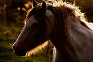 Pony Twilight