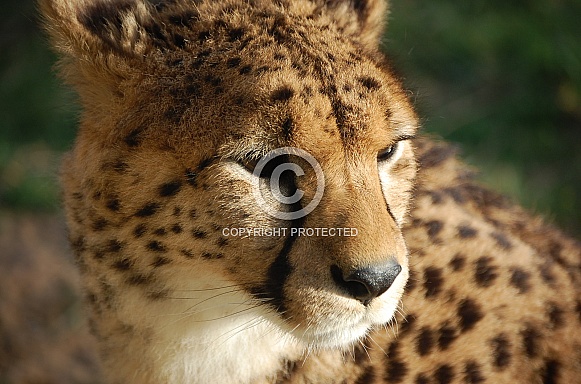 Cheetah Cheetah