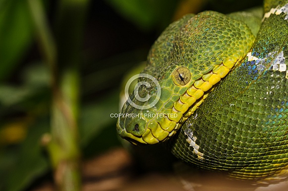 Emerald Tree Boa
