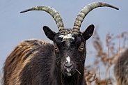 Feral Goat - Highlands of Scotland