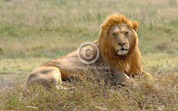 Lion King Of Namiri Plains