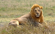 Lion King Of Namiri Plains