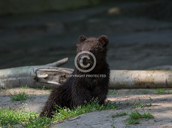 Brown Bear Brown Bear