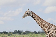 Giraffe