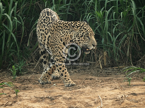 Jaguar