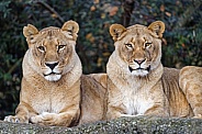 Pair of Lionesses