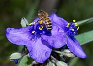 ohio spiderwort, bluejacket (Tradescantia ohiensis), clumped showing bright purple petals with yellow pollen heads, bokeh background, extreme detail with a honey bee