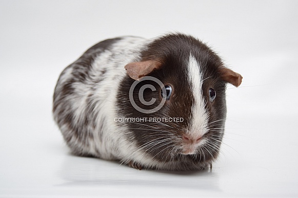 Dalmatian guinea pig