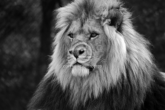 Lion Lion