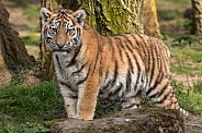 Amur Tiger Cub Standing Looking At Camera