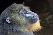 mandrill (Mandrillus sphinx)