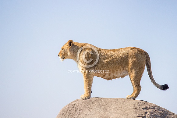 Female African lion