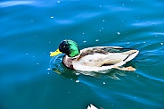 Male Mallard Duck Swimming