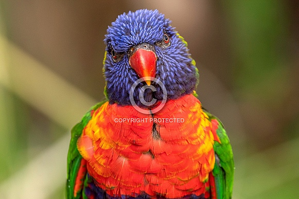 Rainbow Lorikeet Close Up Rainbow Lorikeet Close Up