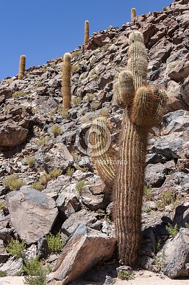 Cactus Canyon - Atacama Desert - Chile