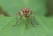 Yellow dung Fly