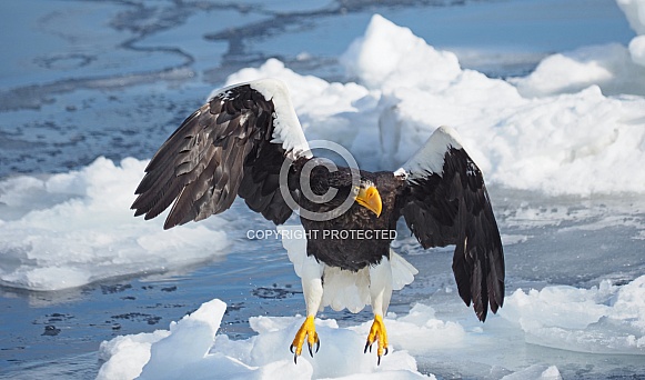 Steller's Sea Eagle Steller's Sea Eagle