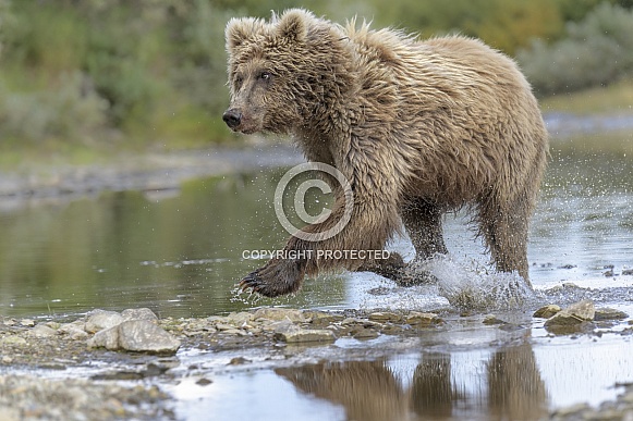 Brown Bear