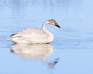 Trumpeter Swan Cygnet in Alaska