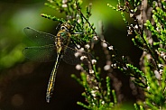 Downy Emerald Dragonfly