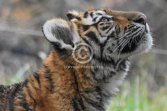 Amur Tiger Cub