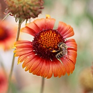 Honey Bee On Blanket Flower