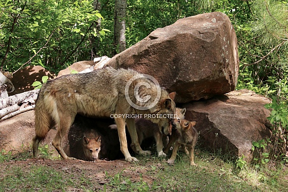 Wolf and Wolf Pups